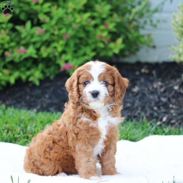 Willow, Cavapoo Puppy